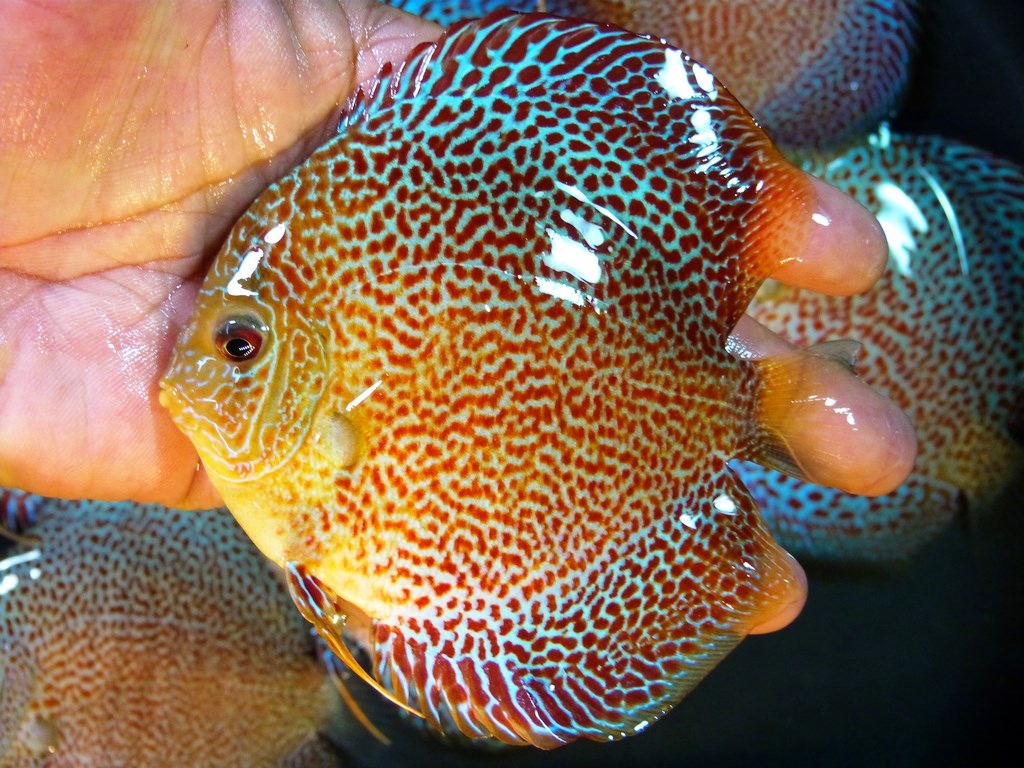 Super Eruption Discus, Blue Base - Image 7