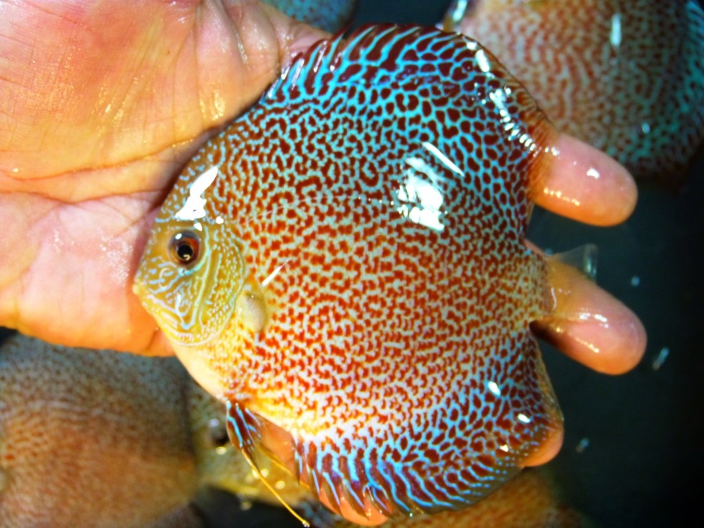 Super Eruption Discus, Blue Base - Image 6