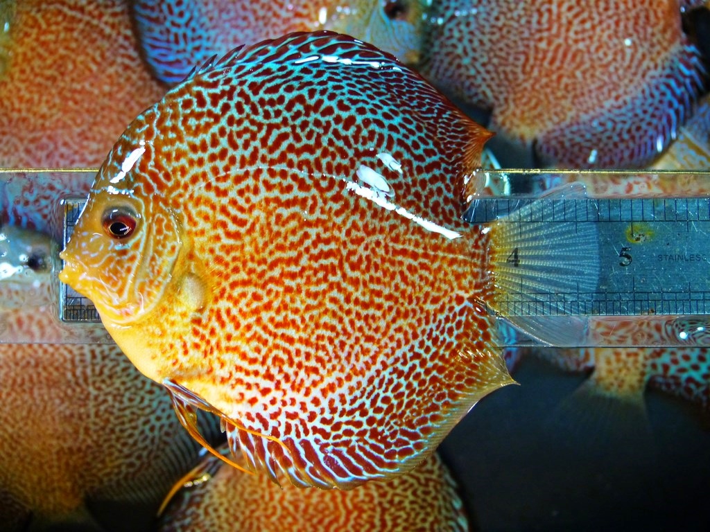 Super Eruption Discus, Blue Base - Image 5