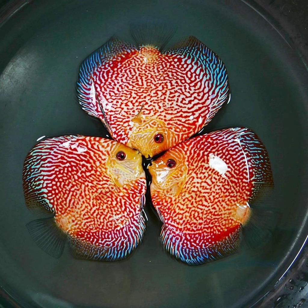 High Bodied Red Pigeon Snakeskin Discus | Discus.com