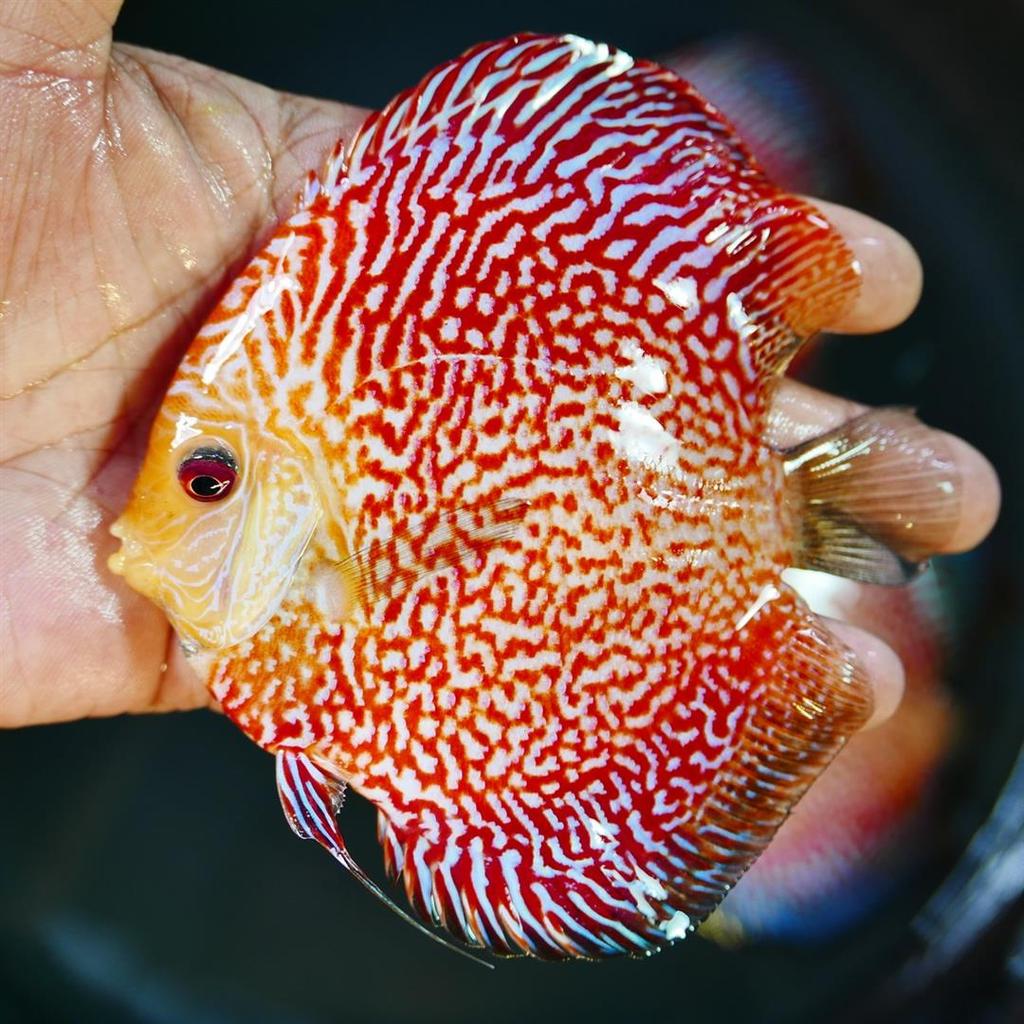 High Bodied Red Pigeon Snakeskin Discus | Discus.com