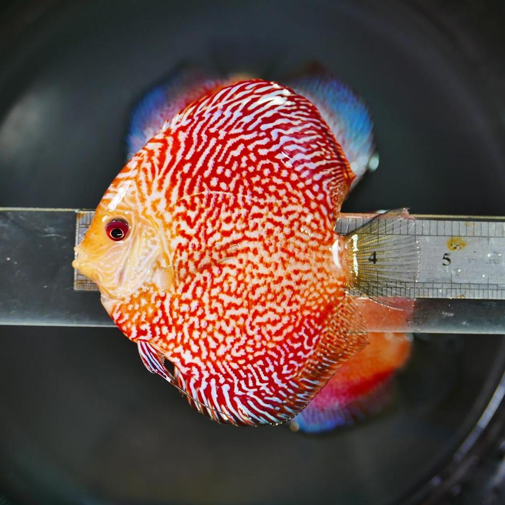 High Bodied Red Pigeon Snakeskin Discus - Image 3