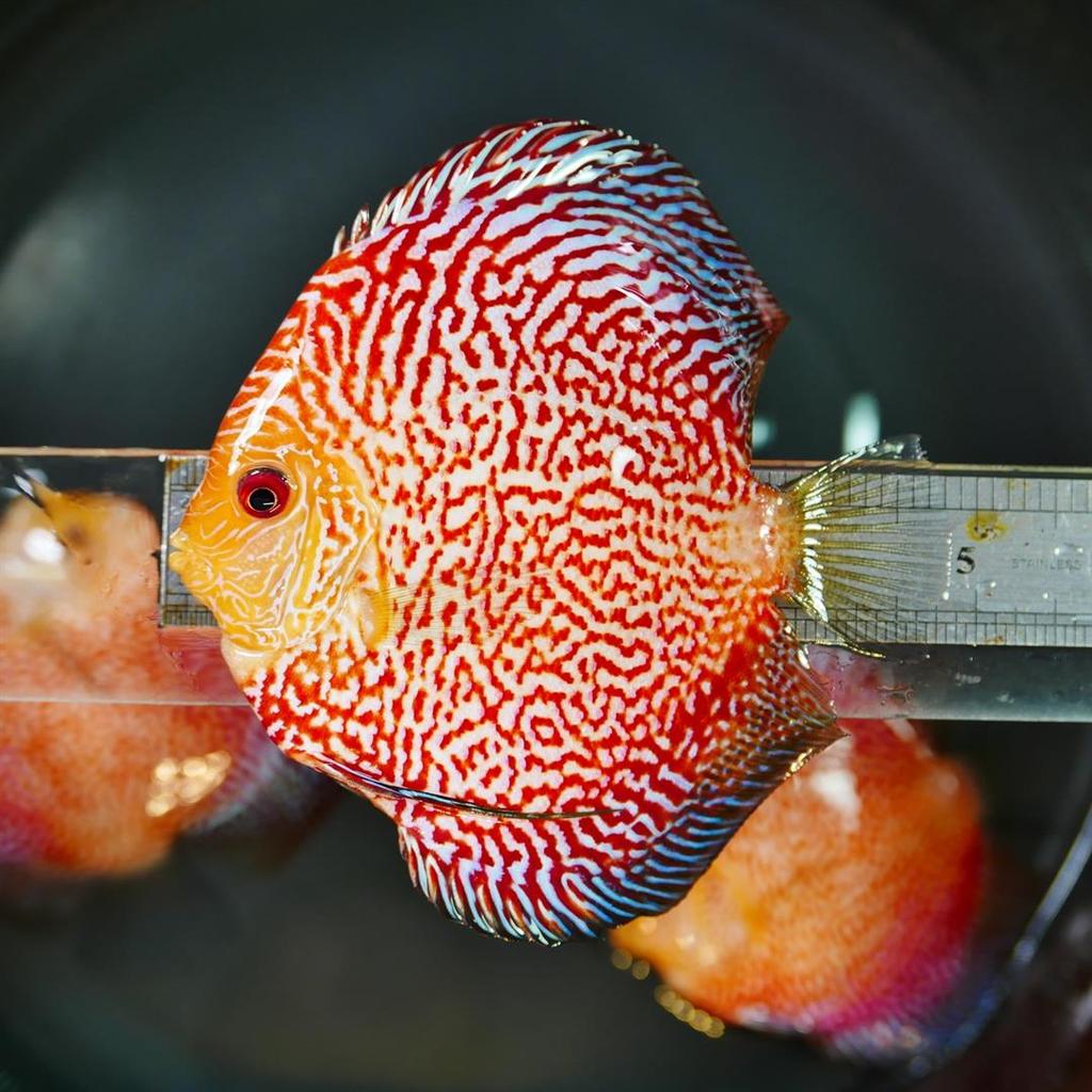 High Bodied Red Pigeon Snakeskin Discus | Discus.com