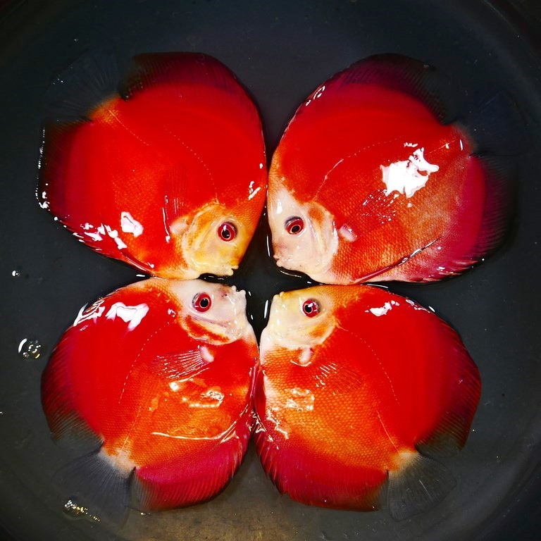 Classic Red Diamond Discus - Image 4