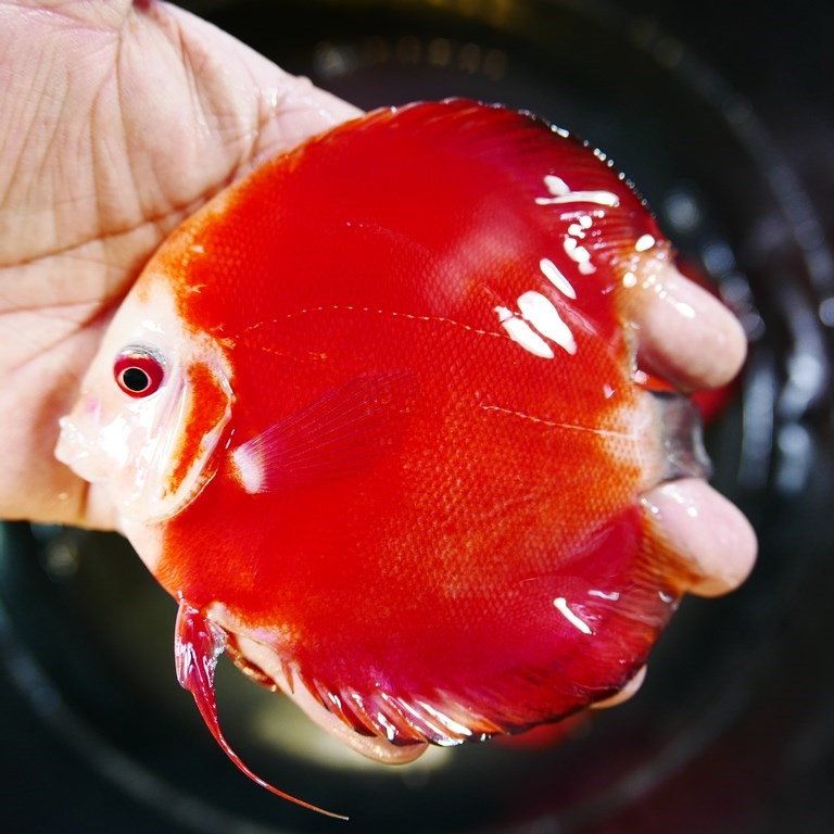 Classic Red Diamond Discus - Image 7