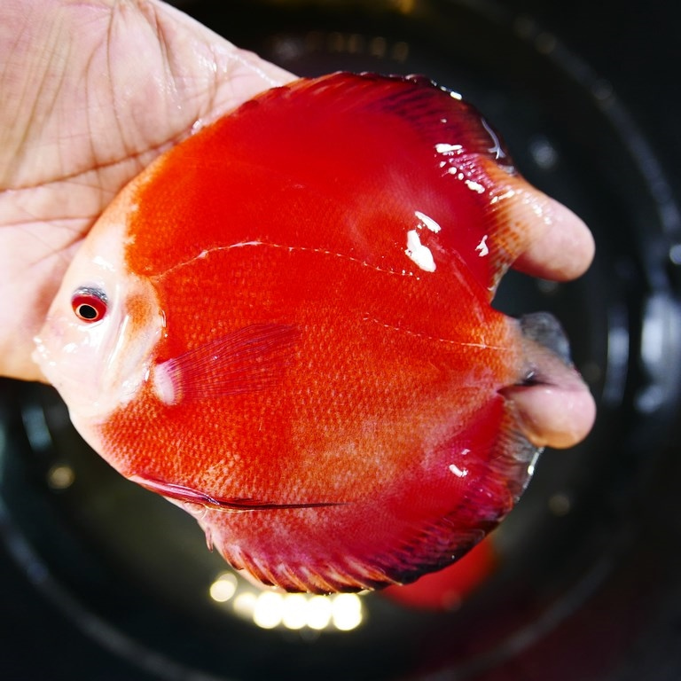 Classic Red Diamond Discus - Image 6