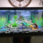 Golden Pearl Pigeon Snakeskin Discus photo review
