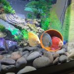 Golden Pearl Pigeon Snakeskin Discus photo review