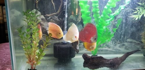 Mercury Discus photo review