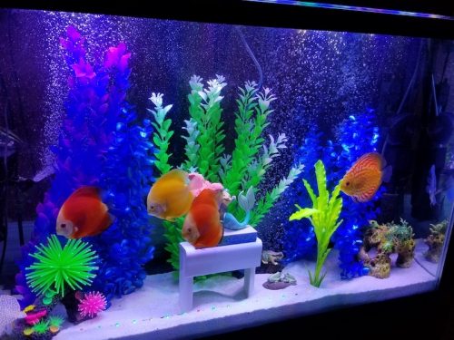 Orange Melon Discus photo review