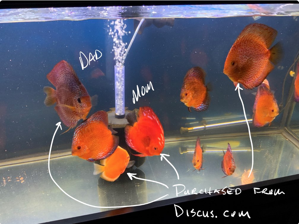 Marlboro Red Panda Discus | Discus.com