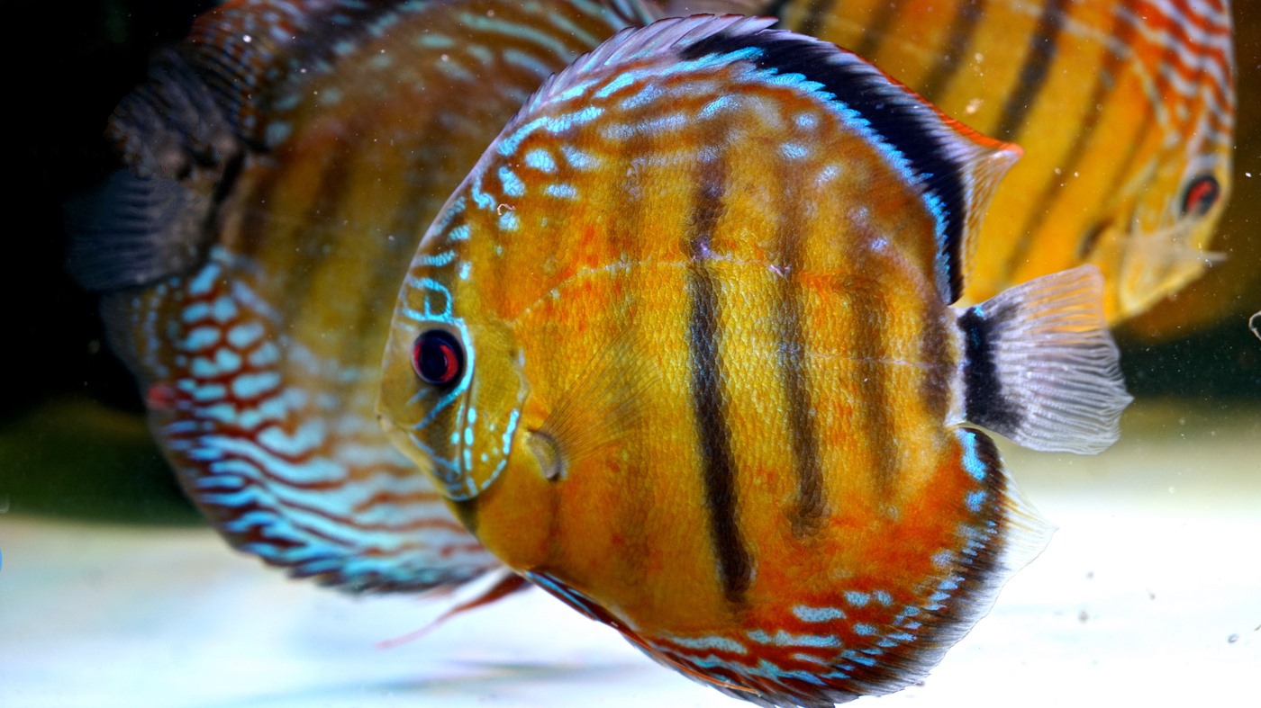 red discus fish red discus fish