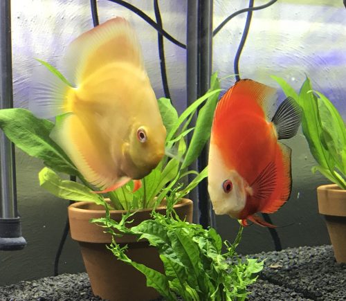 Golden Lollipop Discus photo review