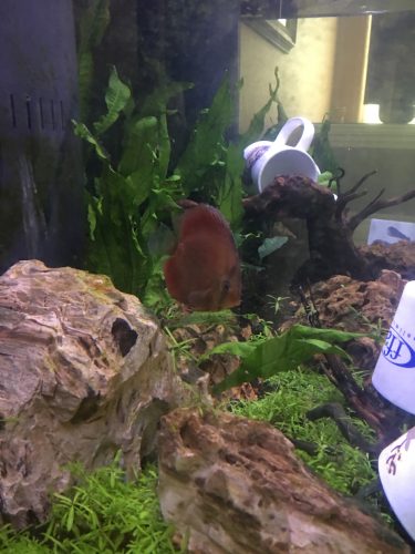 Rose Red Discus, Dark Base photo review