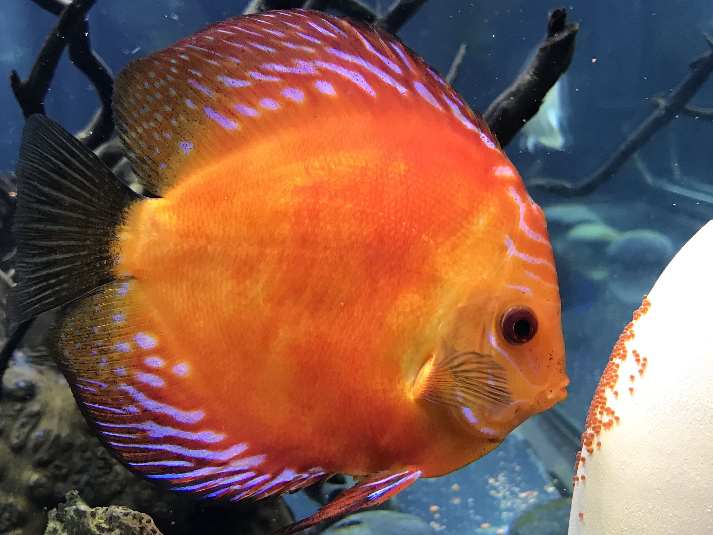 Marlboro Red Panda Discus | Discus.com
