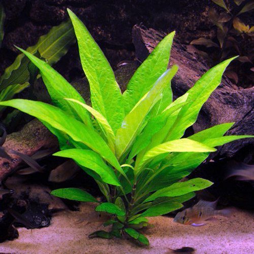 Hygrophila corymbosa stricta Broad-Leaf Temple Bunched Aquarium Plant |  Discus.com