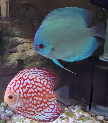 Red Eagle Discus, Honeycomb Pattern photo review