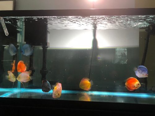 Blue Mercury Discus photo review