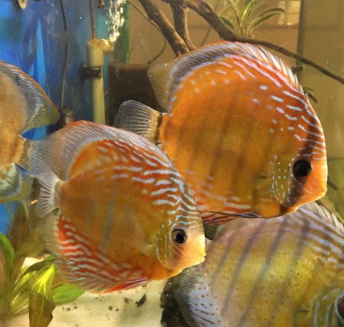Wild Lago Grande "Blood Orange" Discus photo review