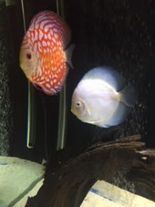 Snow White Discus photo review