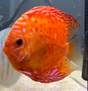 Marlboro Red Panda Discus photo review