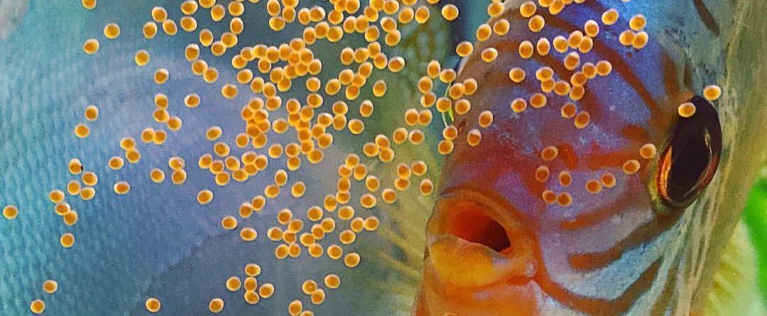 My Discus Just Laid Eggs. Now What? | Discus.com