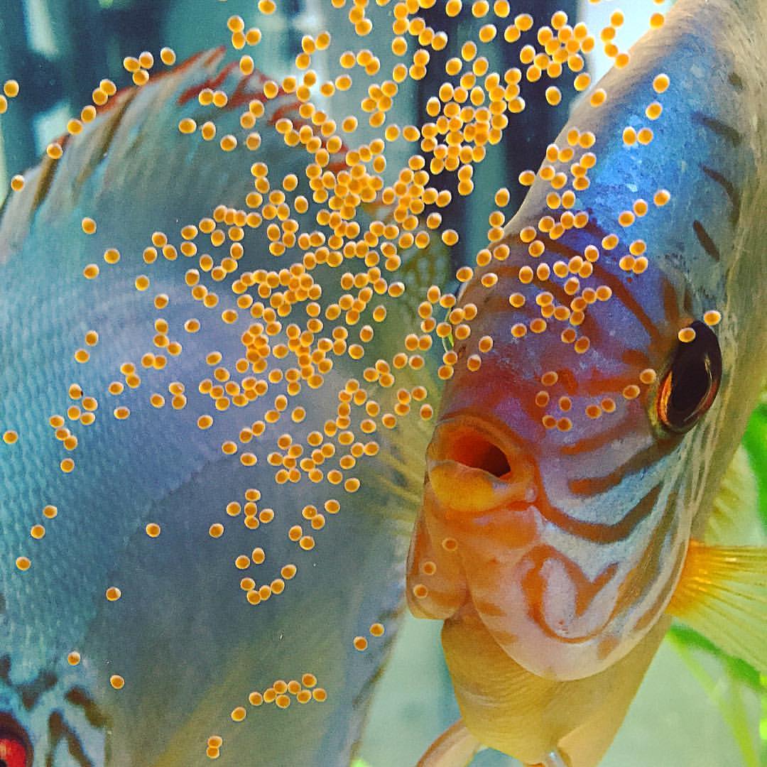 My Discus Just Laid Eggs. Now What?