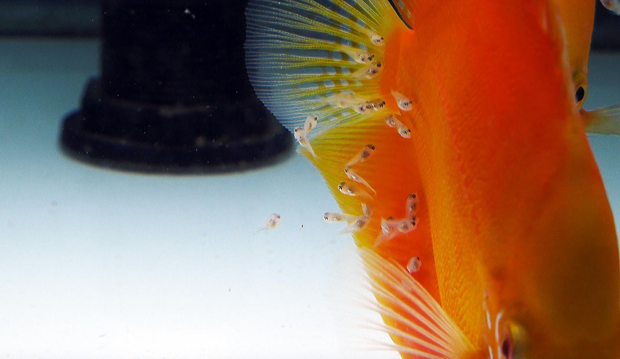 Red Diamond Discus, Proven Breeding Pair - thumbnail 5
