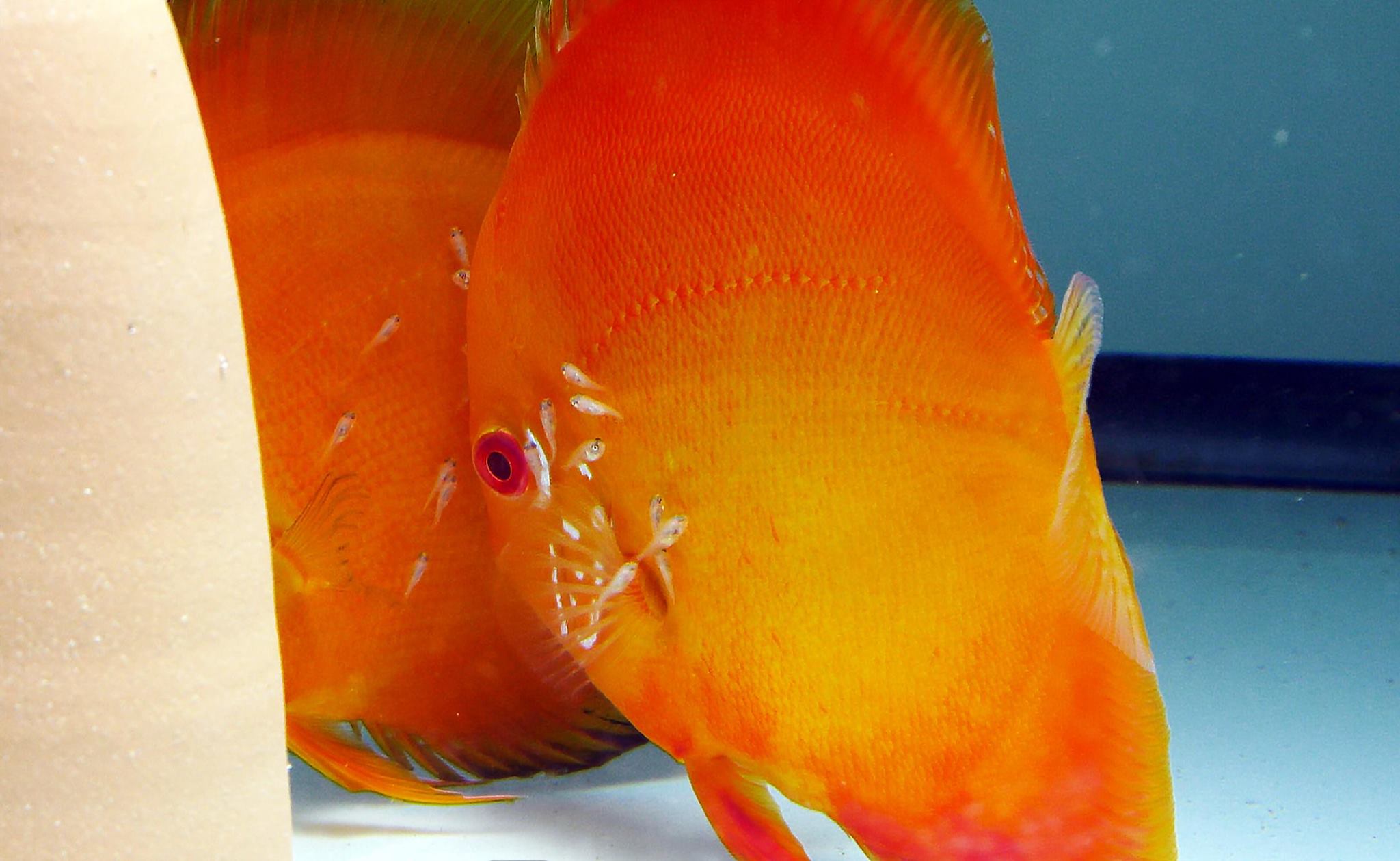 Red Diamond Discus, Proven Breeding Pair - thumbnail 2