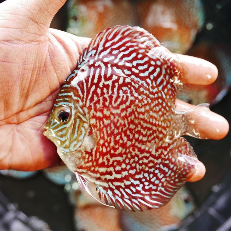 turquoise discus turquoise discus