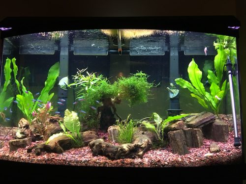Cardinal Tetra (As seen at National Aquarium), Fat AAA Grade photo review