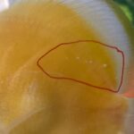 Full Yellow Faced Albino Millennium Gold, Proven Breeding Pair photo review