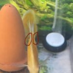 Full Yellow Faced Albino Millennium Gold, Proven Breeding Pair photo review