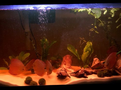 Penang Eruption Discus, Yellow Base photo review