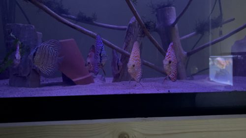 Blackworms, Freeze Dried Premium Colorado Blackworm Cubes, Free Shipping Included! photo review