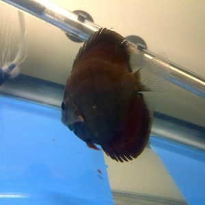 Dark Coloration