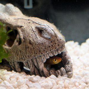 Always Hiding