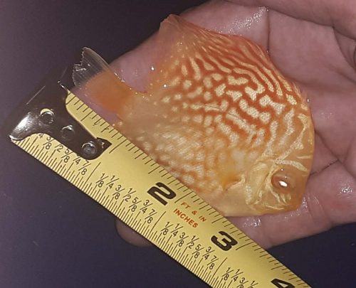 Golden Leopard Discus, Orange Base photo review