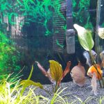 Reflection D Discus photo review