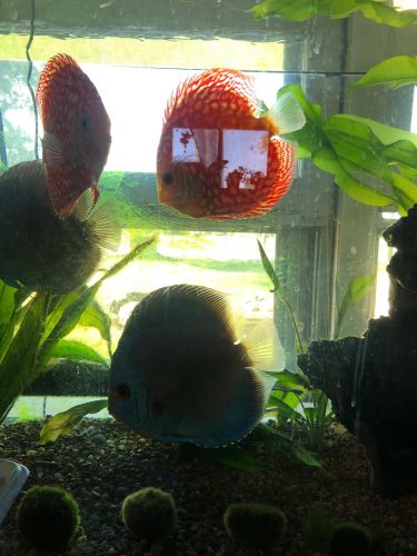 Checkerboard Pigeon Discus, Thick Pattern, Proven Breeding Pair photo review