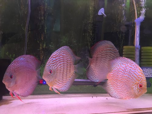 Orange Leopard Snakeskin Discus photo review