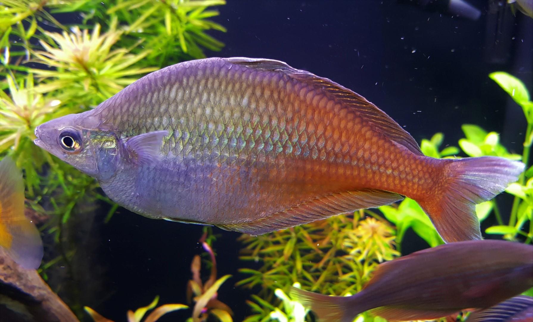 rainbow fish