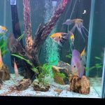 Super Pigeon Snakeskin Discus, Yellow Base photo review
