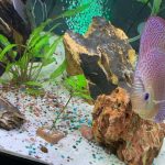 Super Pigeon Snakeskin Discus, Yellow Base photo review