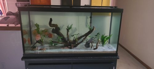 Checkerboard Pigeon Discus, Thick Line photo review