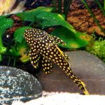 Gold Nugget Plecostomus photo review