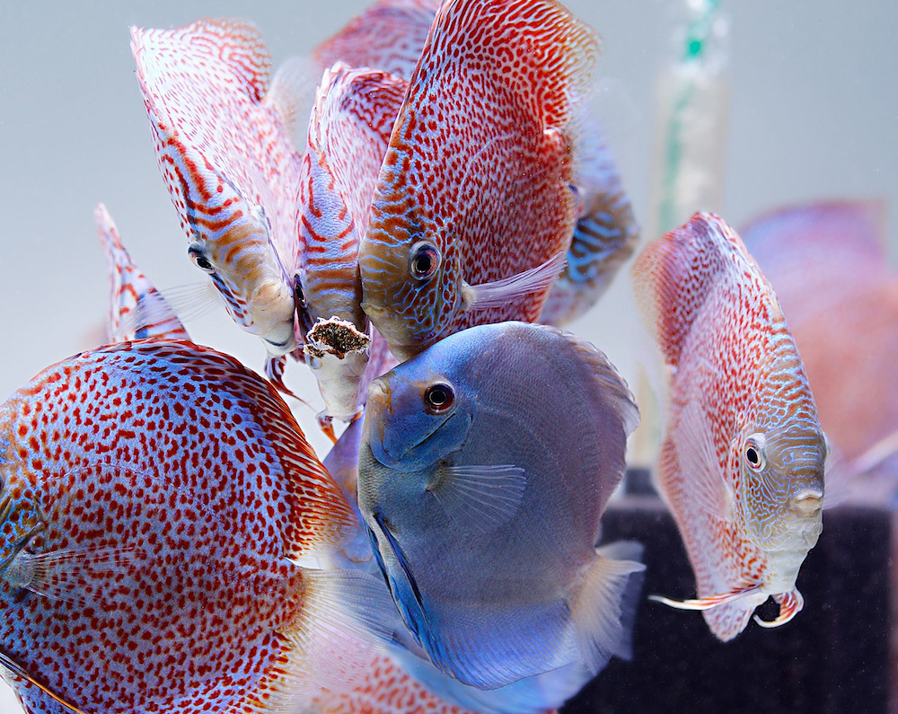 discus freshwater fish for sale