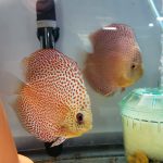 Penang Eruption Discus, Proven Breeding Pair photo review