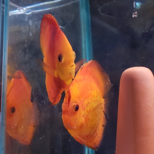 Mandarin Passion Discus, Proven Pair photo review