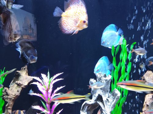 Neon Sapphire Discus photo review